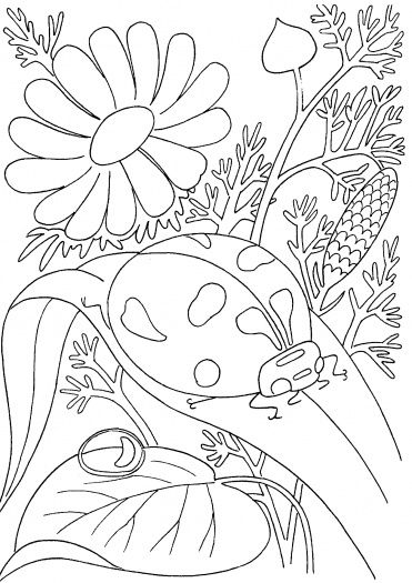 Ladybird among flowers coloring page free printable coloring pag insect coloring pag animal coloring pag ladybug coloring page