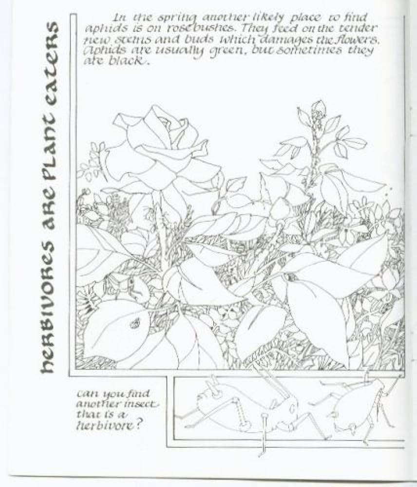 The lady bird beetle a life cycle coloring book deanna nelson books