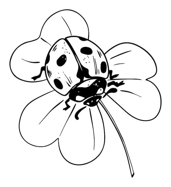 Premium vector sketch style ladybug crawling on trefoil leaf black lineart isolated on white background