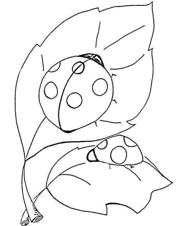 Online coloring pages coloring page ladybug on a leaf ladybug download print coloring page