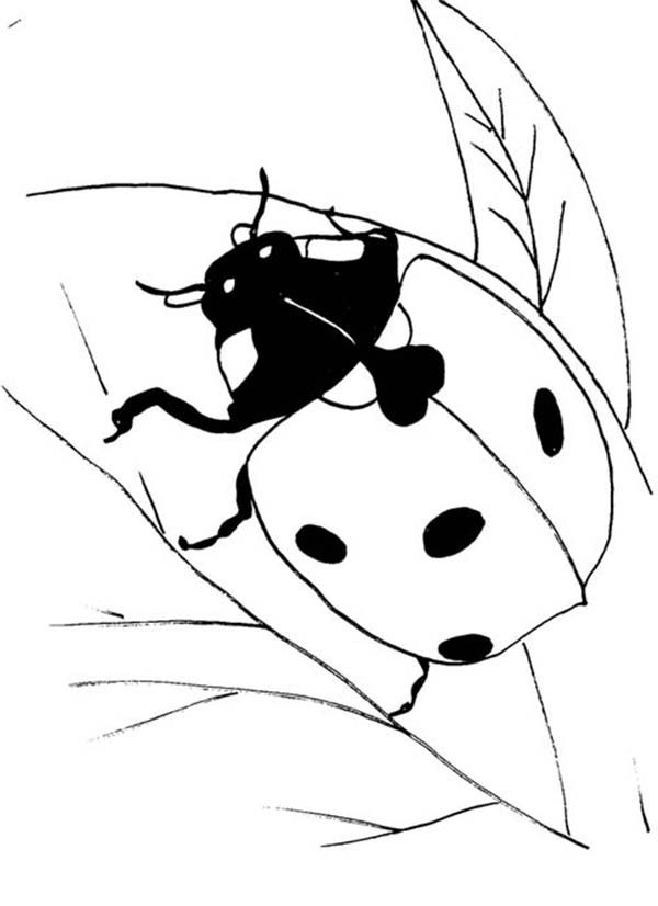 Black lady bug coloring page color luna bug coloring pages coloring pages ladybug coloring page