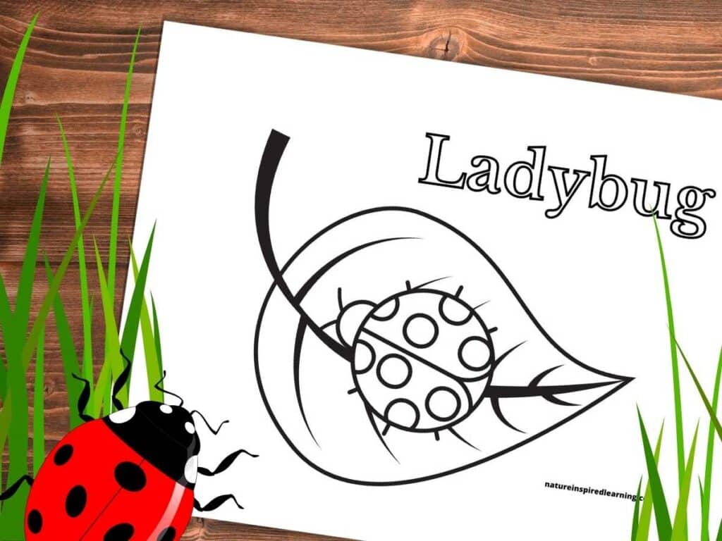 Ladybug coloring pages and printables for kids