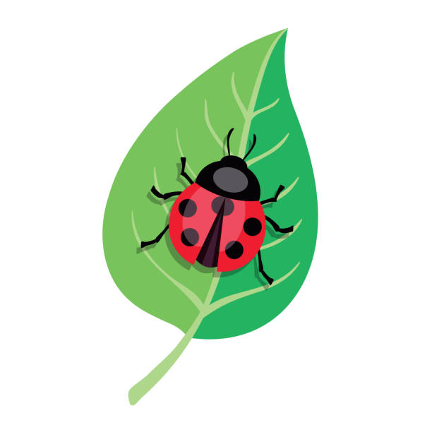Ladybug crawling on a green leaf color vector illustration stock illustration