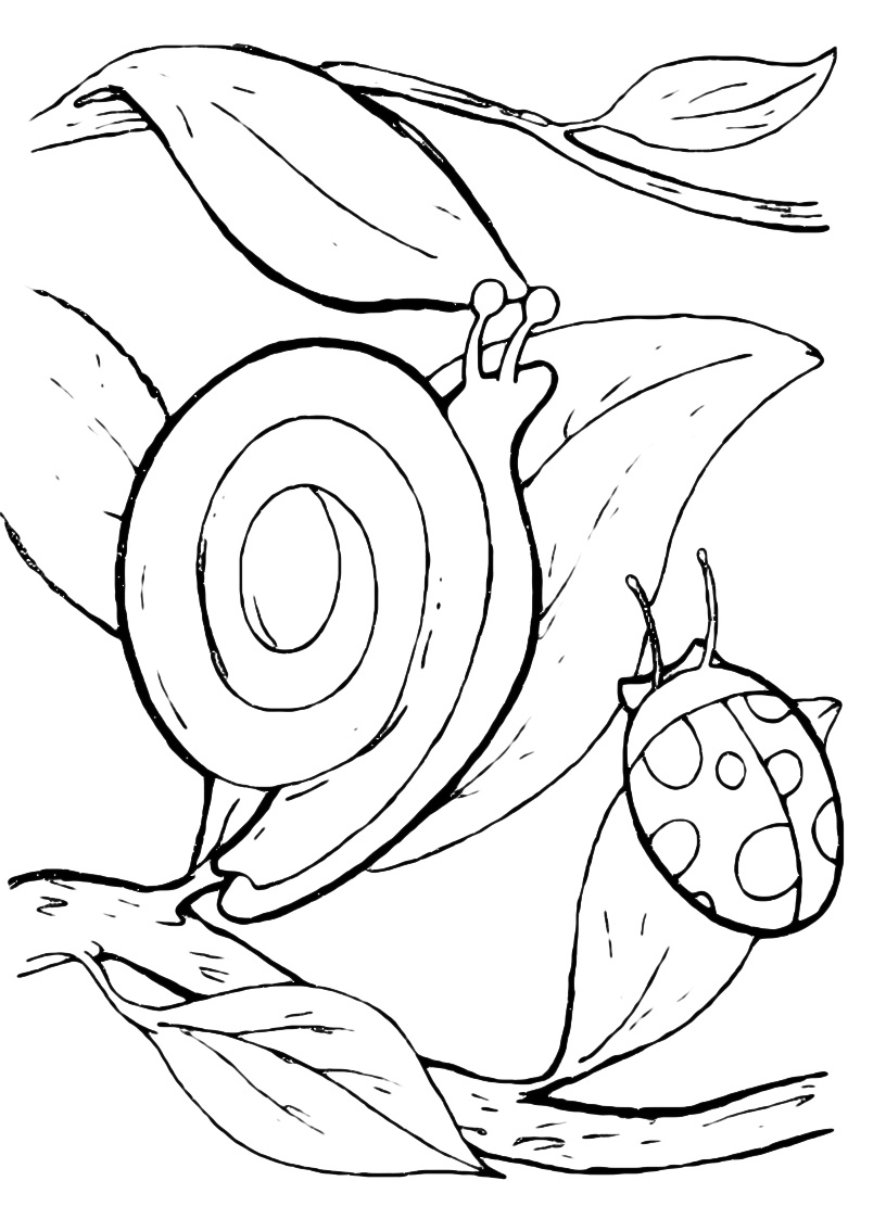 Insects