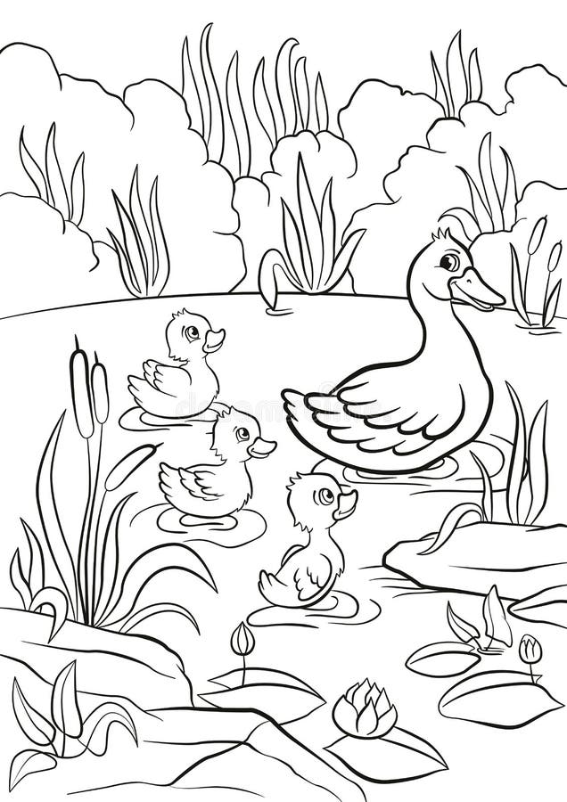 Kind duck and free little cute ducklings swim on the lake stock vector