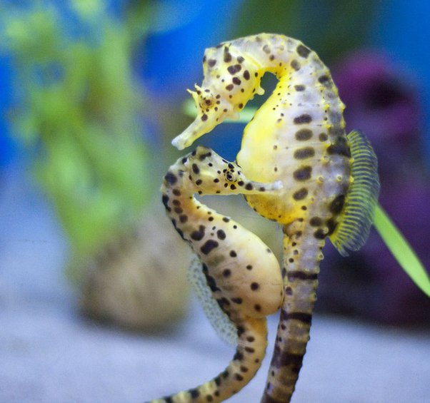 How are there seahorses in lake titicaca a freshwater lake