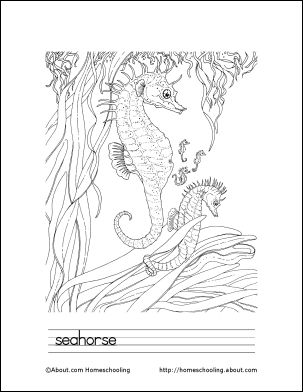 Learn about seahorses with free printables animal coloring pages ocean coloring pages baby coloring pages