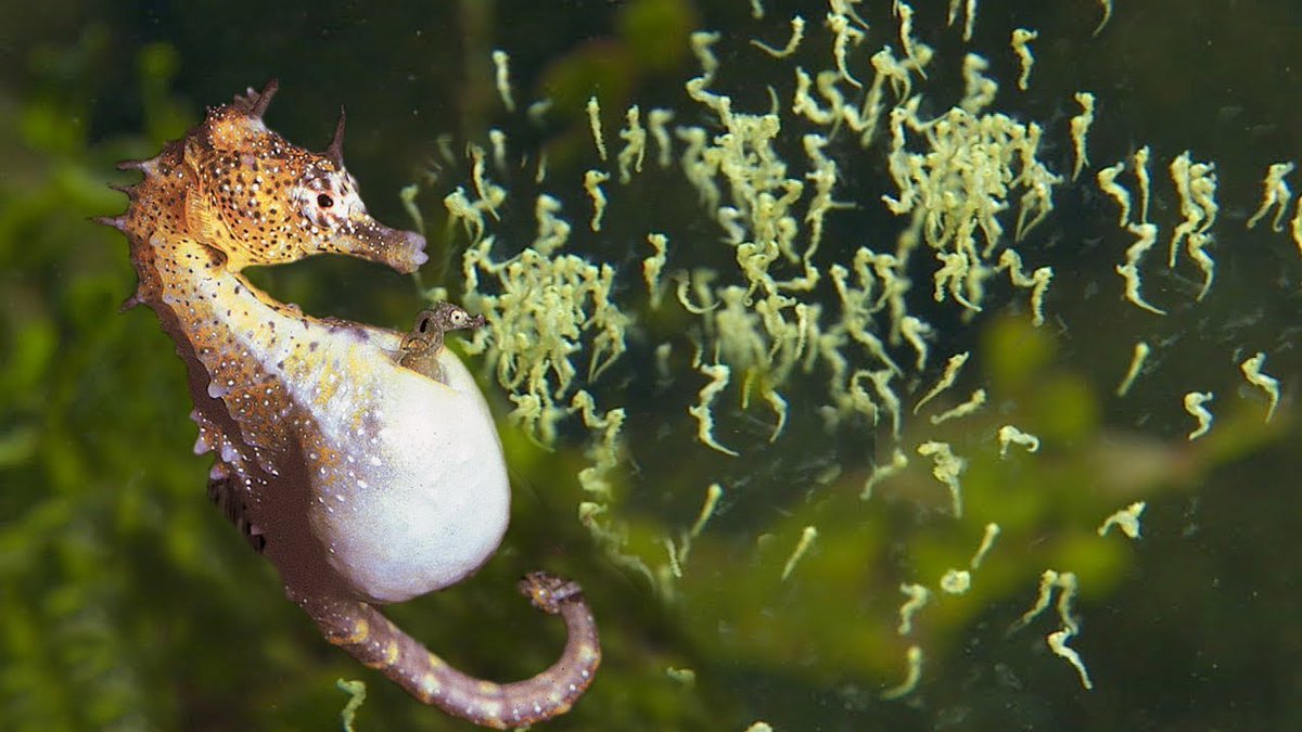 Chelsea l andrews â on x in honor of earthday heres a thread of some of my favorite random animal factsâïð male seahorses are the ones that get pregnant carry the eggs