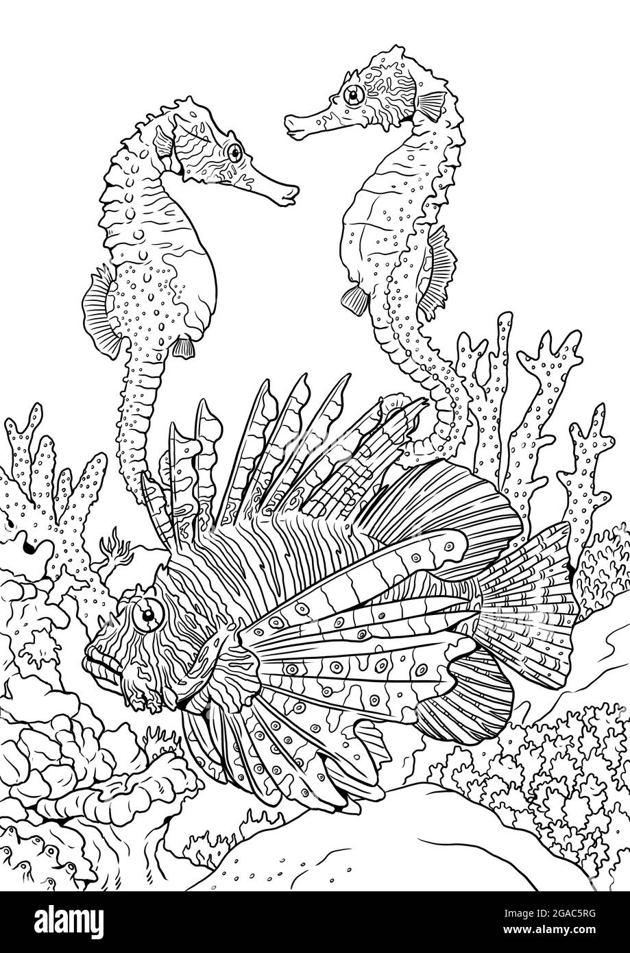 Seahorse black and white stock photos images