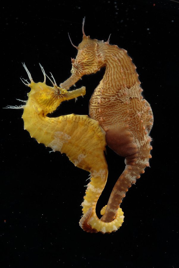 How are there seahorses in lake titicaca a freshwater lake