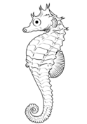 Seahorse coloring pages free coloring pages