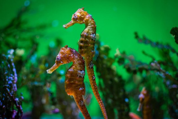How are there seahorses in lake titicaca a freshwater lake