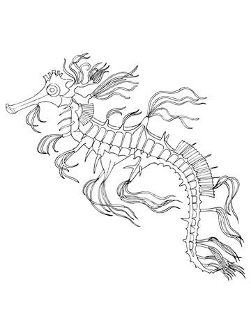 Sea horse coloring page free printable coloring pages