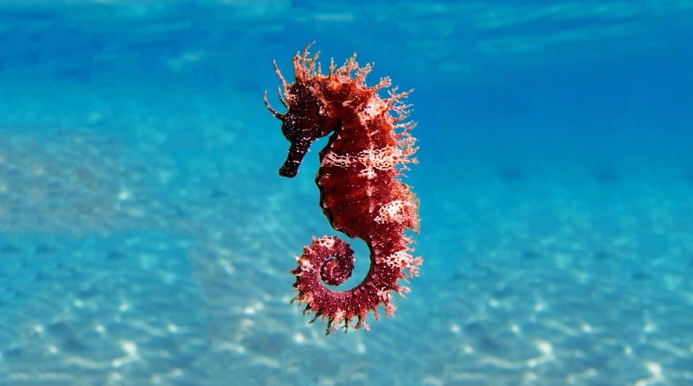 Seahorse fish facts hippocampus