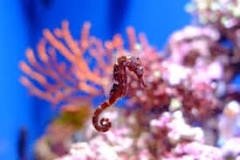 How are there seahorses in lake titicaca a freshwater lake