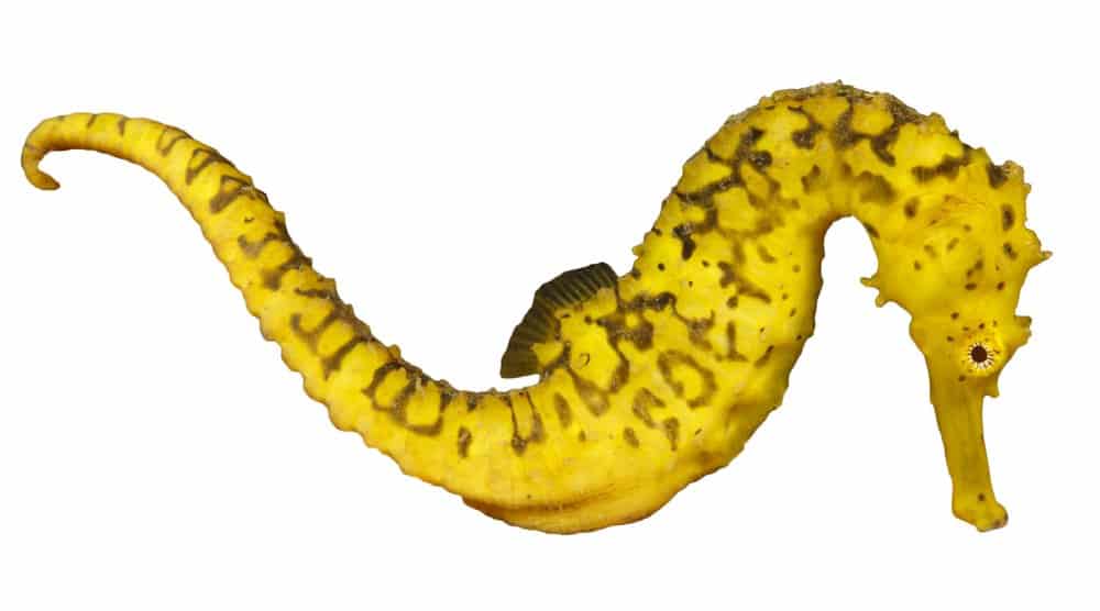 Seahorse fish facts hippocampus