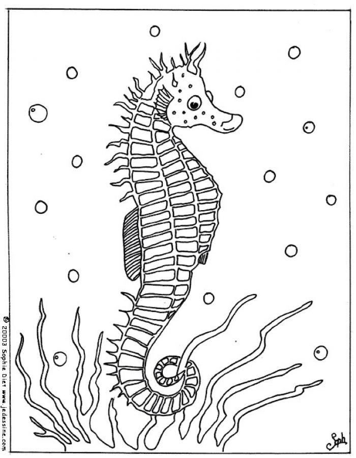 Color nicely this sea horse coloring nice coloring sheet of sea world more content on hellokids horse coloring pages horse coloring animal coloring pages