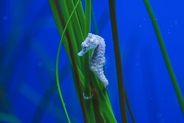Why did seahorses evolve into such a peculiar shape that doesnt help them swim better
