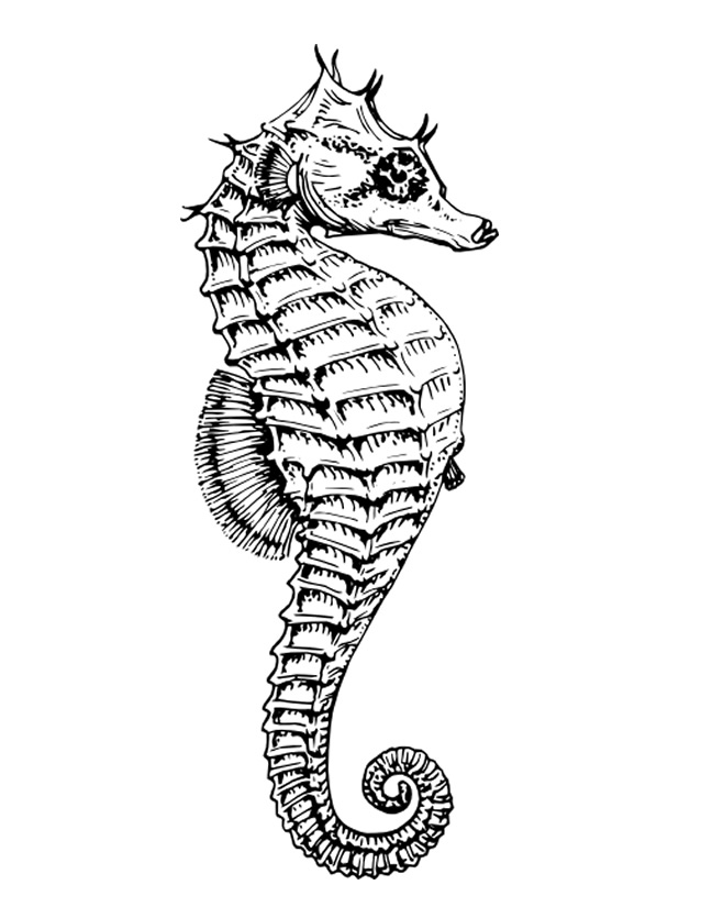 Coloring page seahorse animals â printable coloring pages