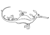 Seahorse coloring pages free coloring pages