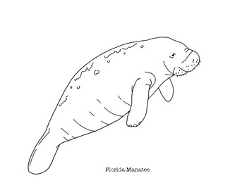 Florida manatee coloring page manatee coloring pages animal drawings