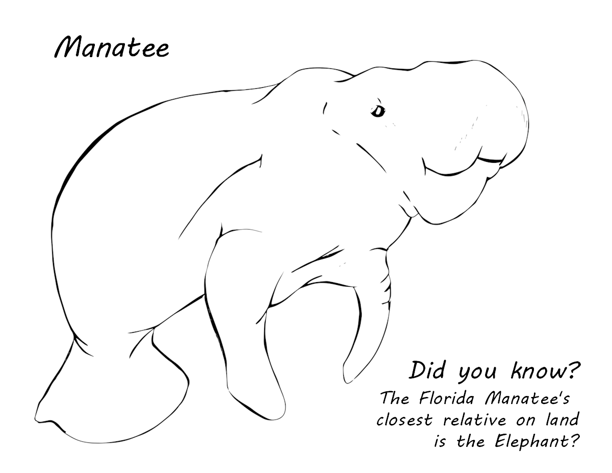 Florida animals coloring pages