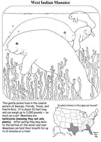 West indian manatee coloring page free printable coloring pages