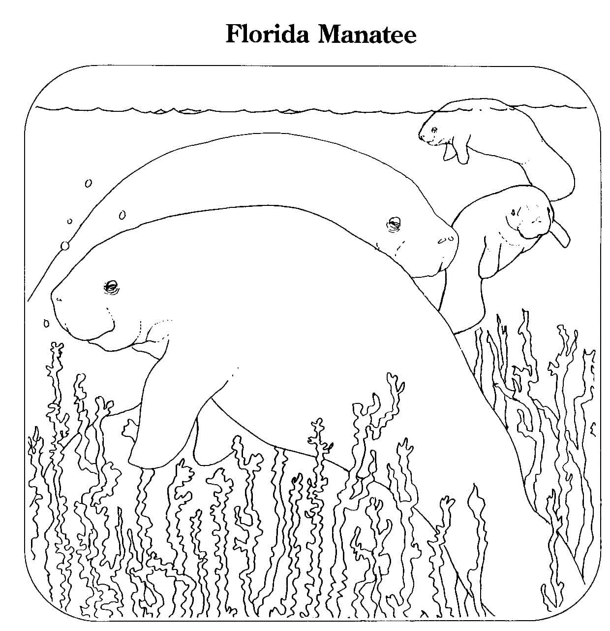Florida coloring pages printable for free download