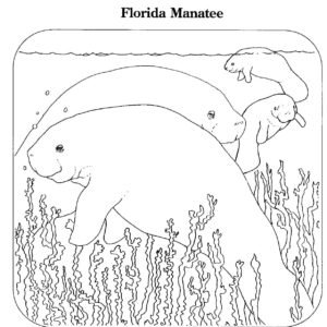 Florida coloring pages printable for free download