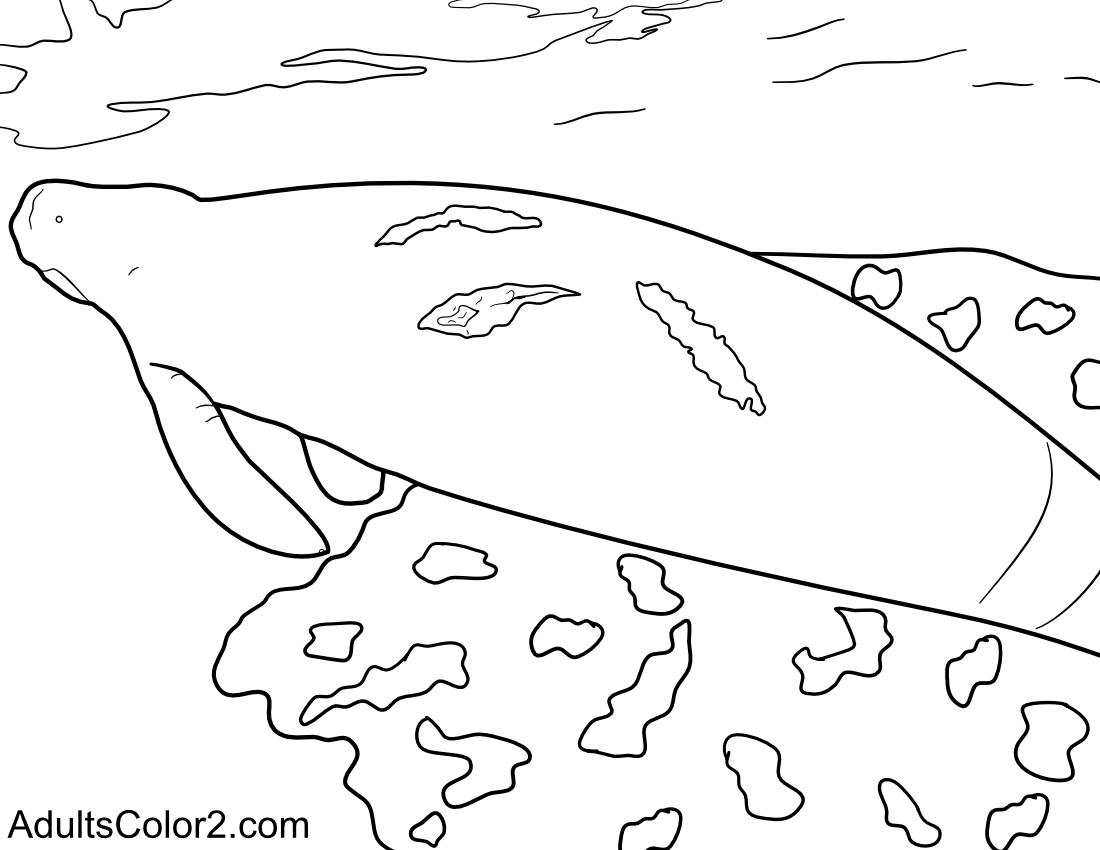 Manatee pictures sea cow coloring page
