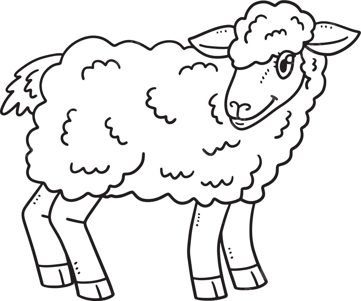 Baby sheep isolated coloring page for kids nature coloring book graphic vector book drawing baby drawing ring drawing png and vector with transparent background for free download