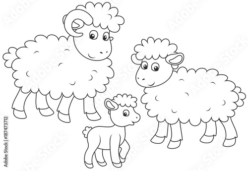 A small lamb a sheep and a ram a black and white vector illustration in cartoon style for a coloring book vector