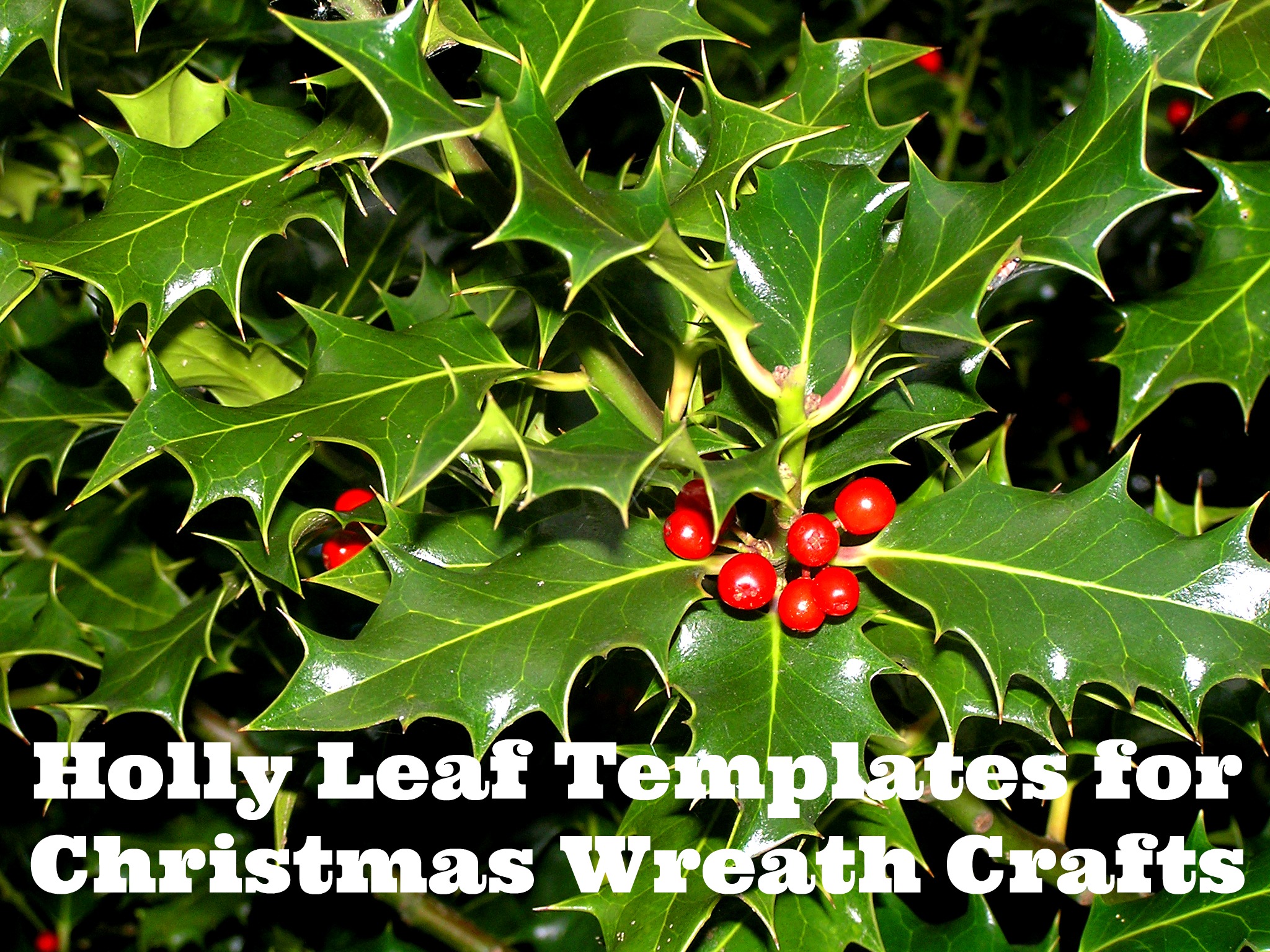 Free printable wreath templates holly leaf stencils