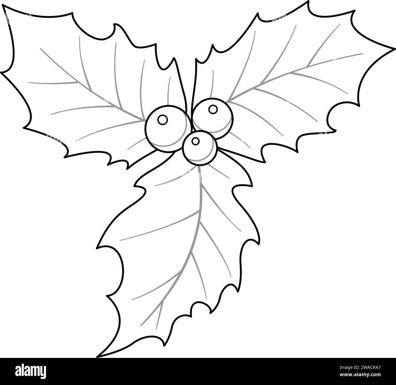 Holly leaf black and white stock photos images