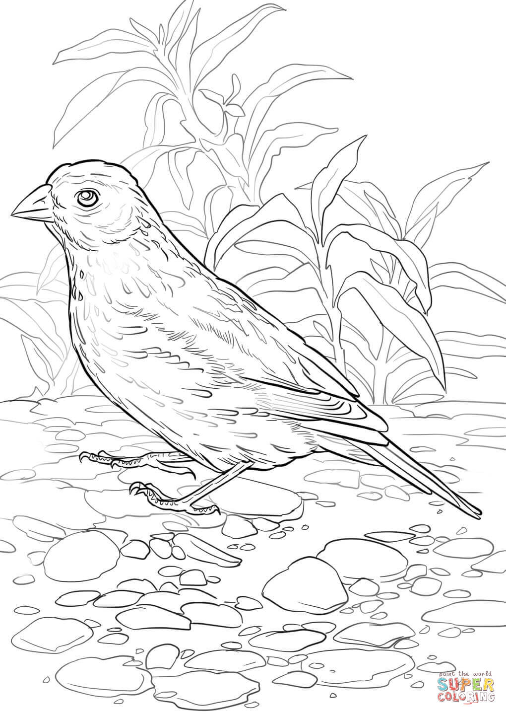 Lark bunting coloring page free printable coloring pages
