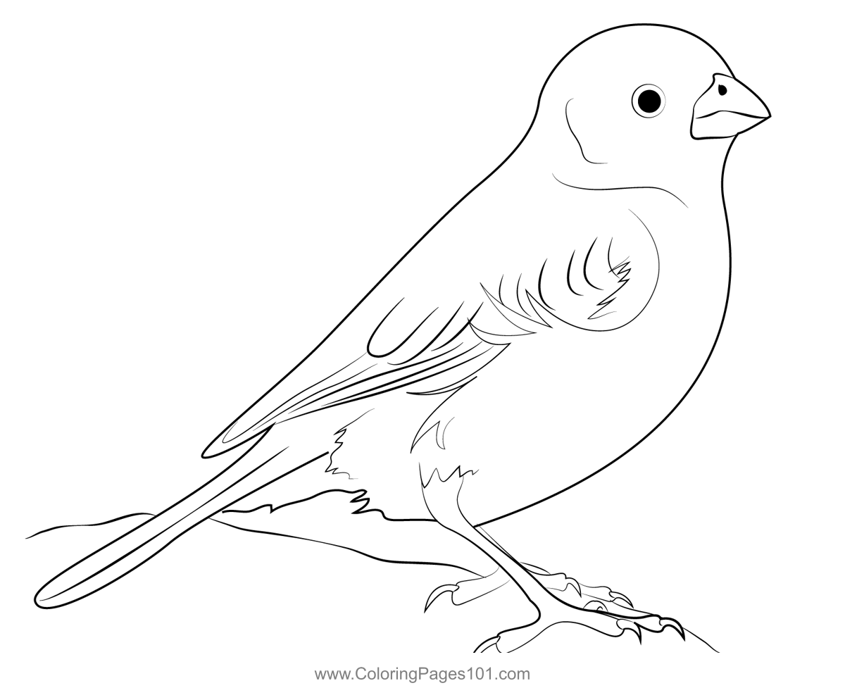 Beautiful lark bunting bird coloring page for kids