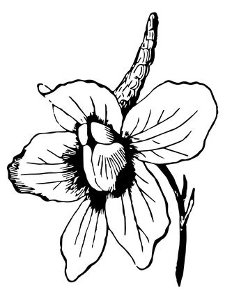 Larkspur flower coloring page supercoloring pãginas para colorear de flores pãginas para colorear flores exãticas