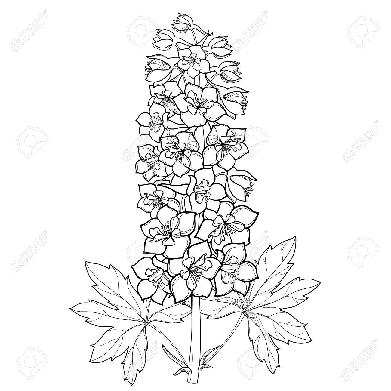 Bunch with delphinium or larkspur flower stem bud and leaf in black isolated on white background floral details in contour style with ornate delphinium for summer design and coloring page royalty free