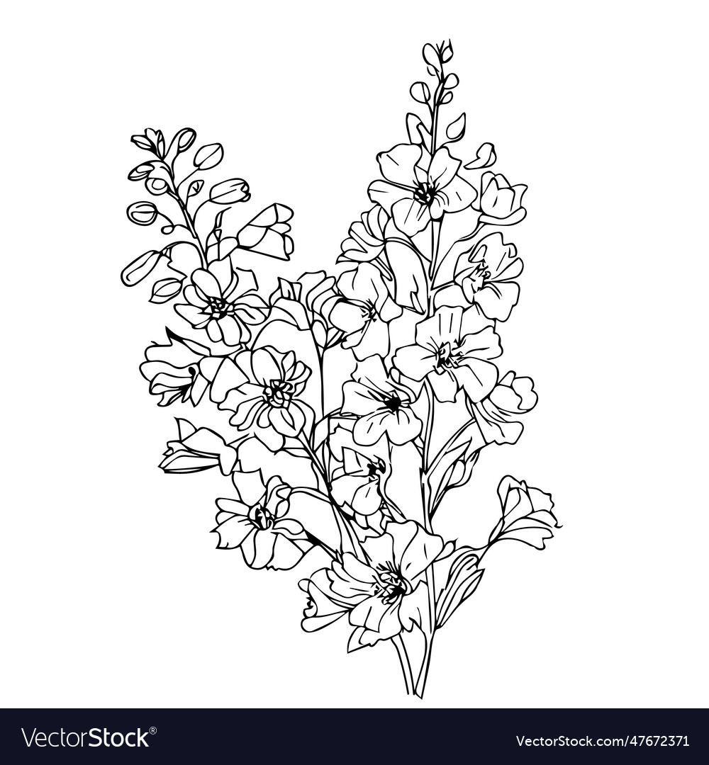 Simple larkspur flower drawing delphinium coloring