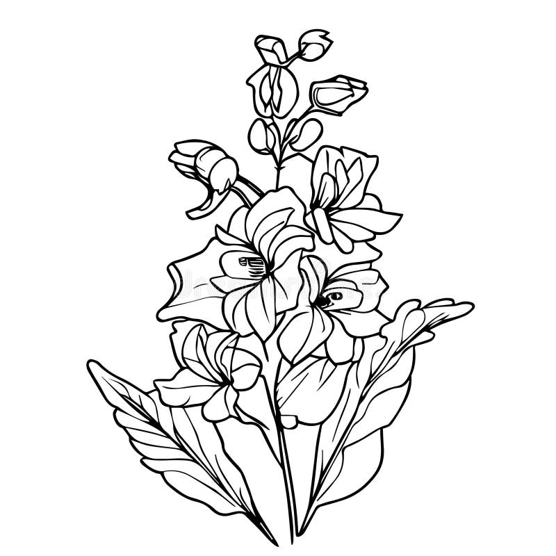 Larkspur tattoo stock illustrations â larkspur tattoo stock illustrations vectors clipart