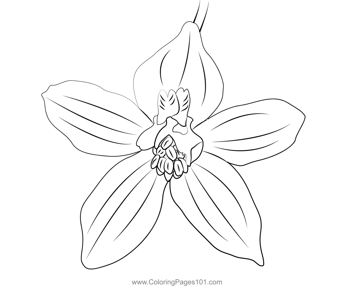 Delphinium coloring page for kids
