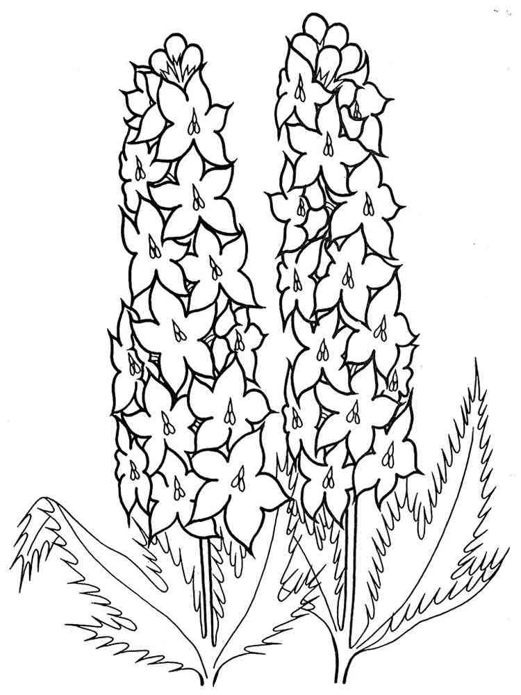 Larkspur coloring pages