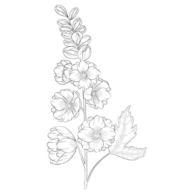 Premium vector delphinium outline vector botanical illustration
