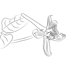 Delphinium coloring page for kids