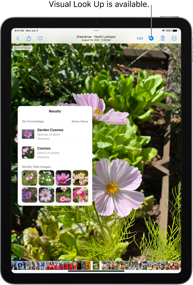 Use visual look up to identify objects in your photos and videos on ipad