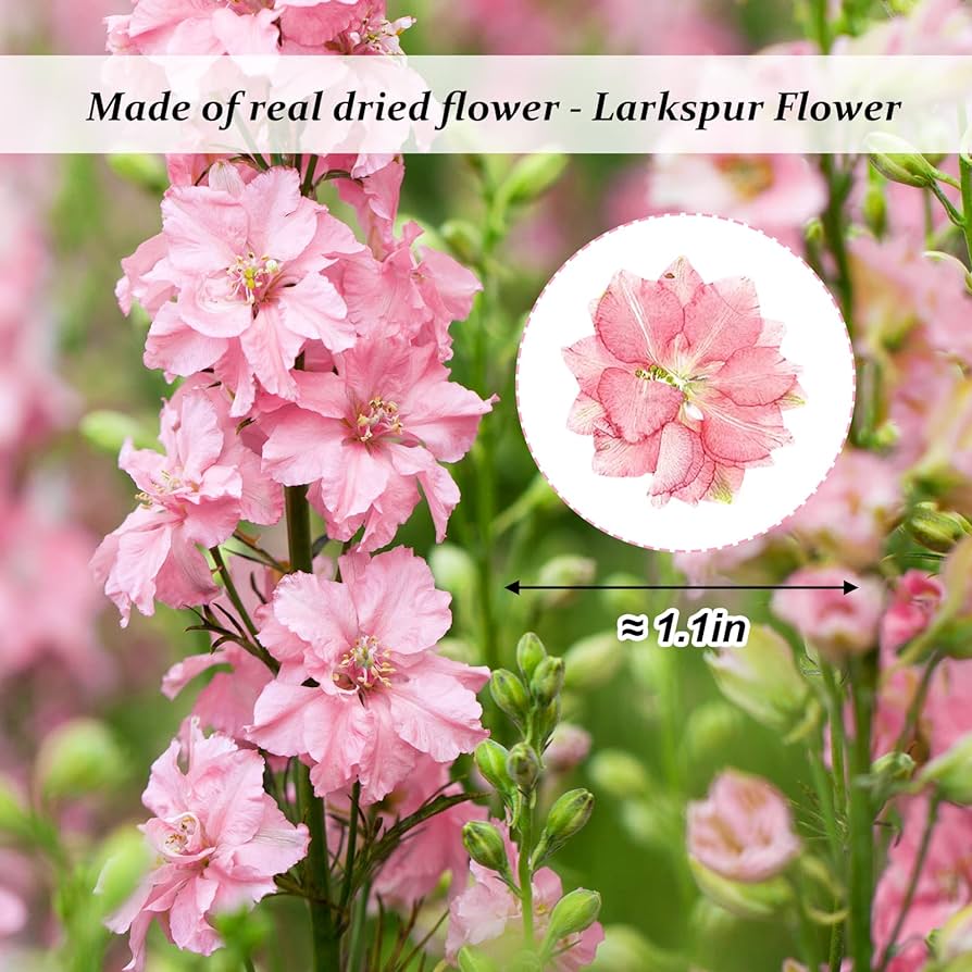 Pcs pink dried pressed larkspur flowers real natural dried pressed delphinium flowers dry flowers for resin diy ornament crafts candle making