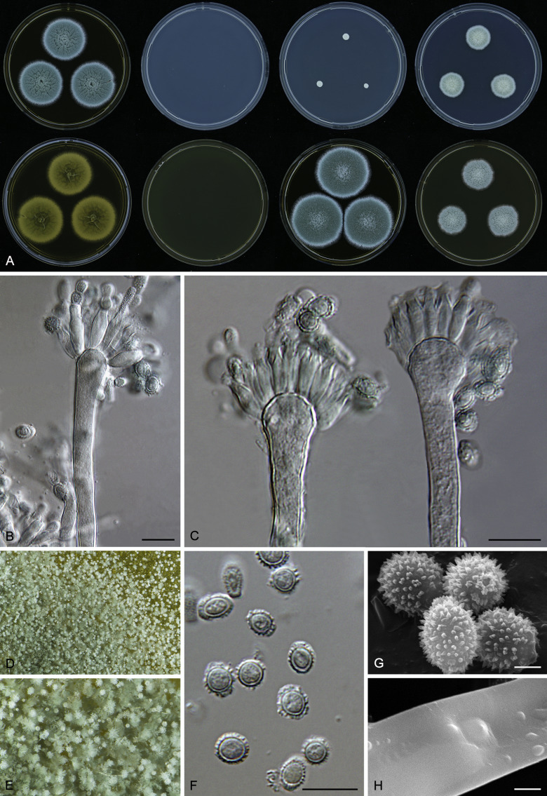 Phylogeny of xerophilic aspergilli subgenus aspergillus and taxonomic revision of section restricti