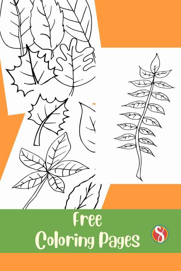 Free fall leaves coloring page â stevie doodles