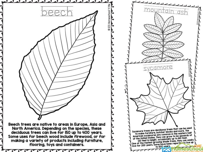 Free fall leaf coloring pages with realistic pictures to color