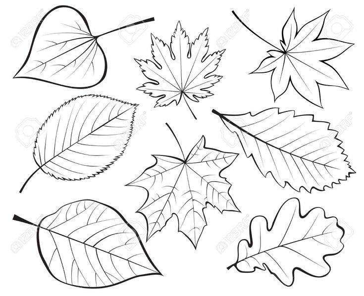 Leaves drawing